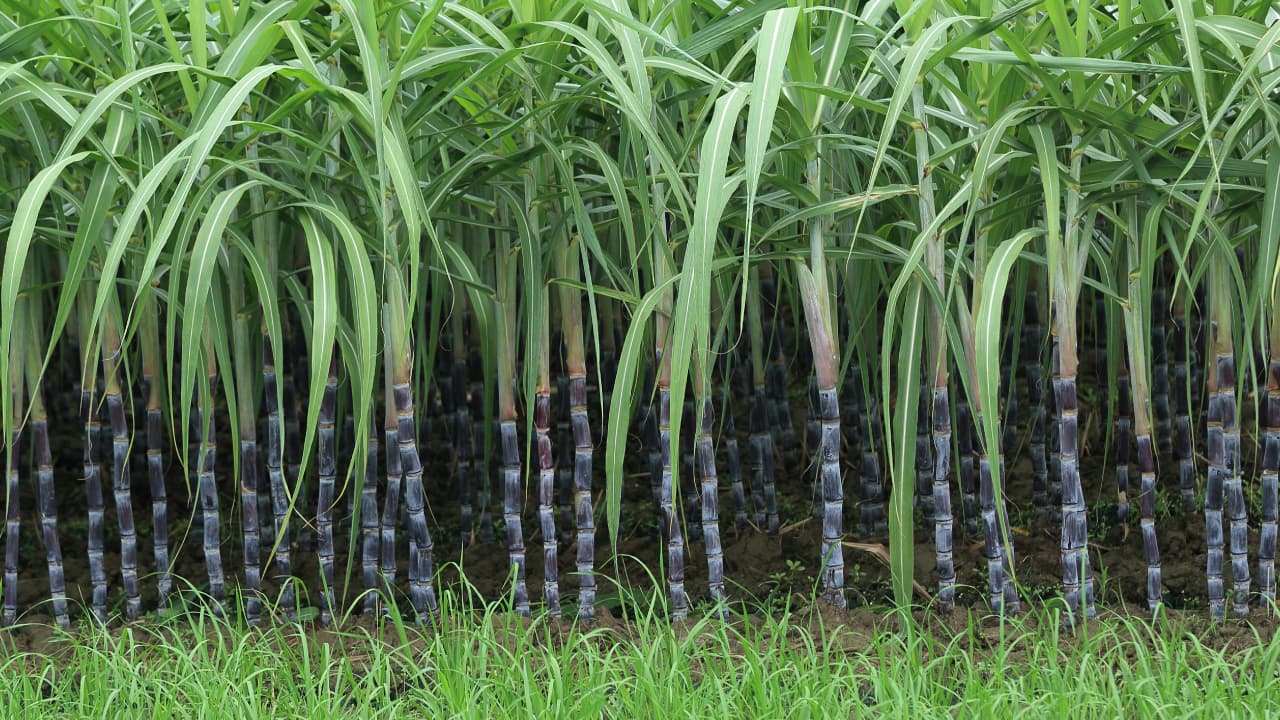 AI Can Boost Sugarcane Yield by 30%, Says Jayant Patil